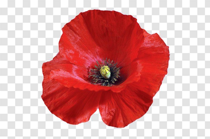 Common Poppy Flower - Weed Transparent PNG