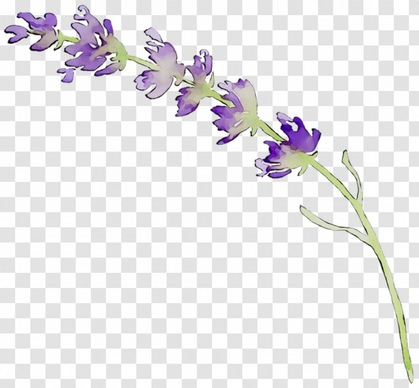 English Lavender Cut Flowers Floral Design Plant Stem - Bellflower Family Transparent PNG