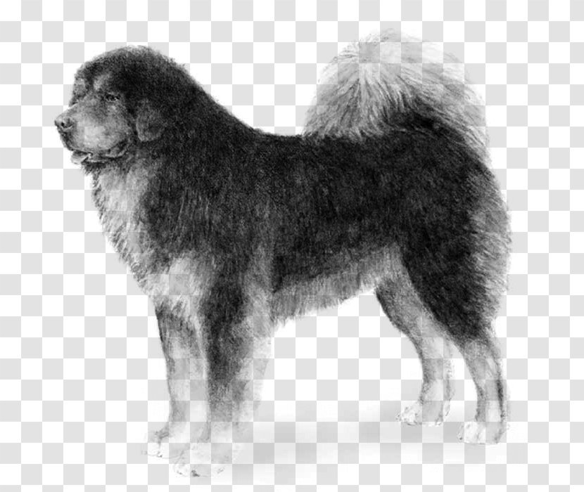 Caucasian Shepherd Dog Tibetan Mastiff Sarplaninac Breed Rare (dog) - Puppy Transparent PNG