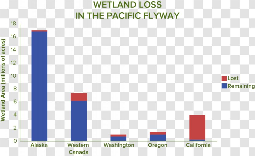 Wetlands International Water Bird California Percentage - Paddy Field - Waterbirds Transparent PNG