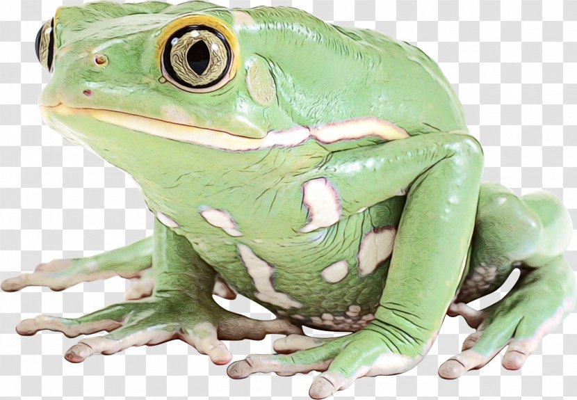 True Frog Toad Tree Reptile - Shrub Transparent PNG