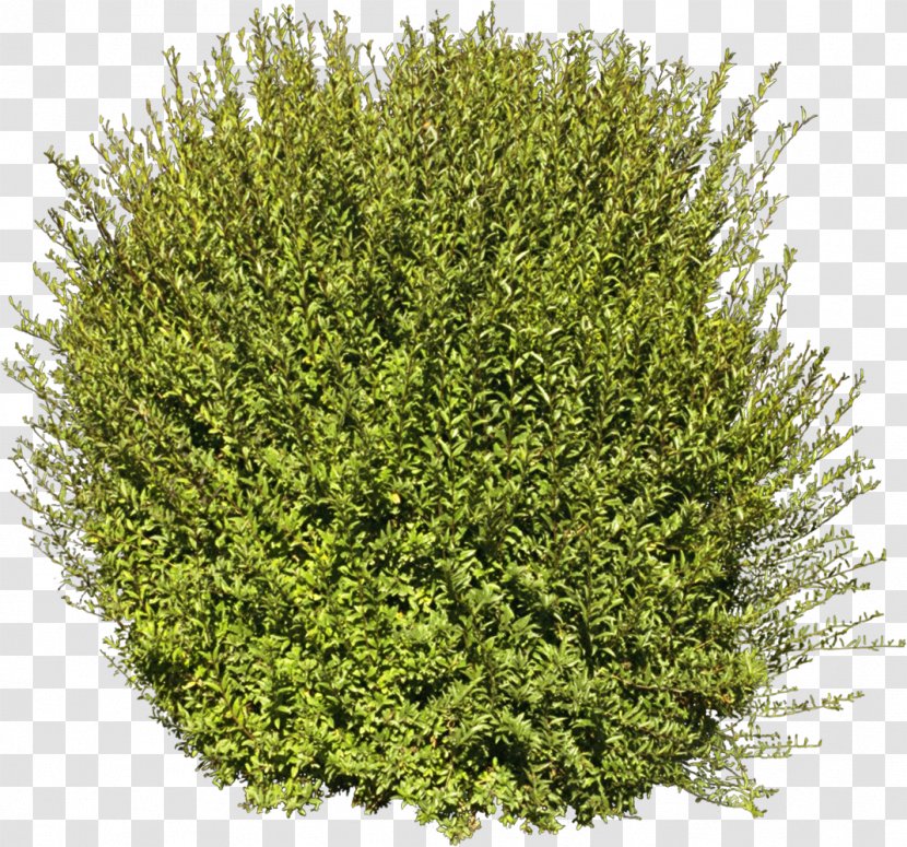Tree Shrub Plant - Grass - Bushes Transparent PNG