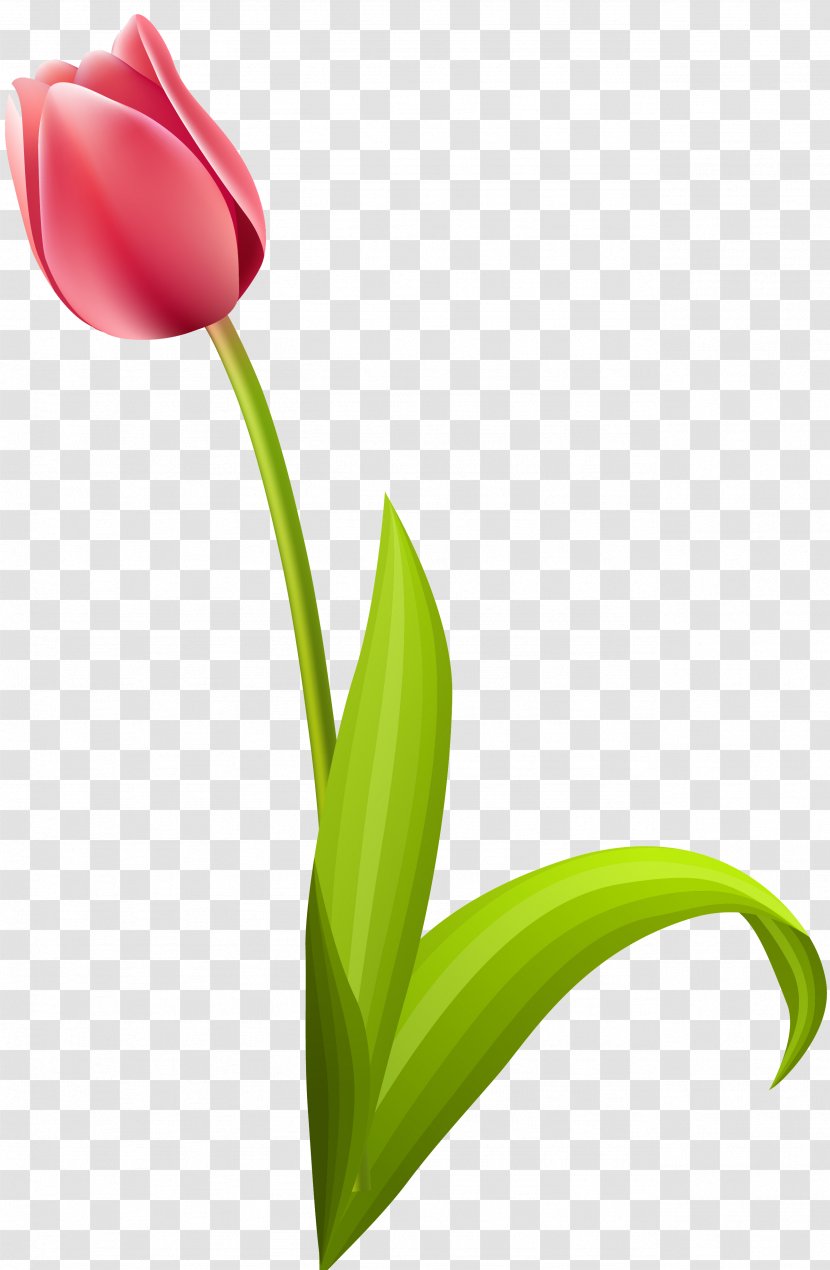 Cut Flowers Flowering Plant Tulip - Stem Transparent PNG