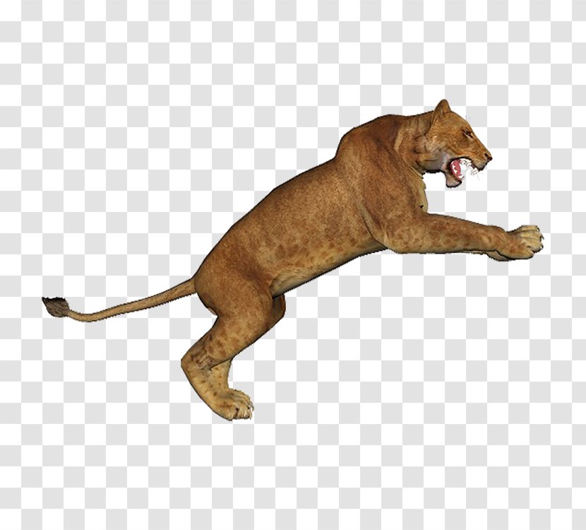 Lion - Mammal - Puma Transparent PNG