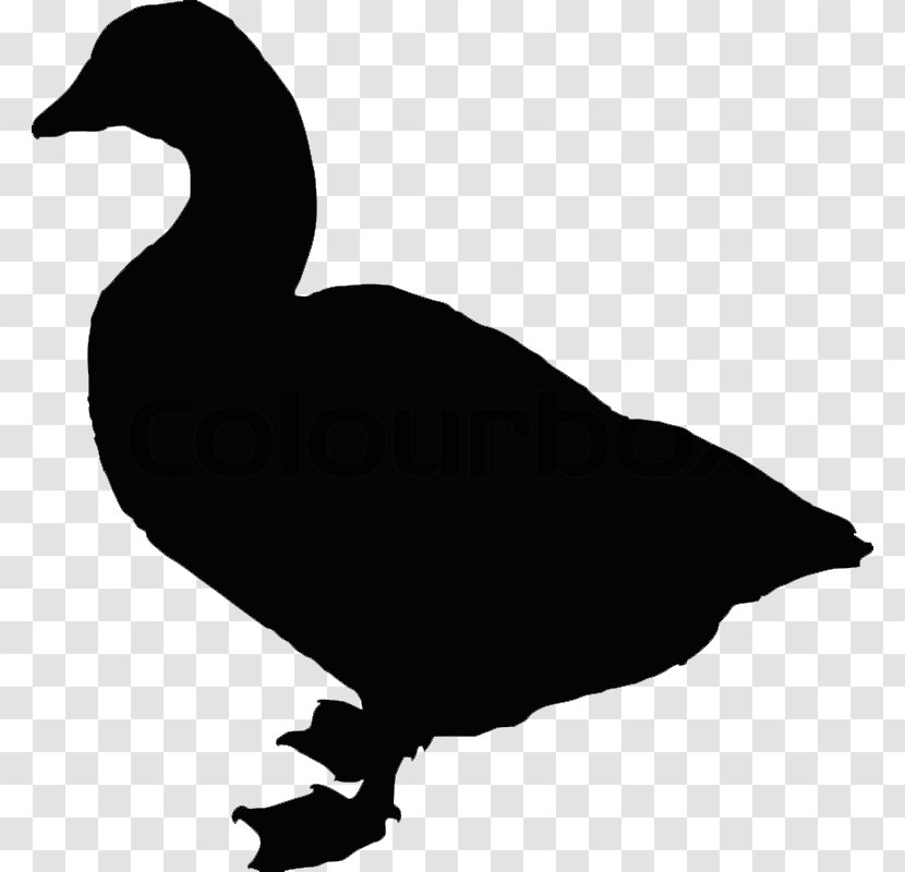 Duck Bird Goose Silhouette - Feather Transparent PNG