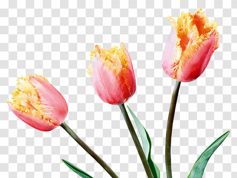 Flower Tulip Petal Plant Cut Flowers Transparent PNG