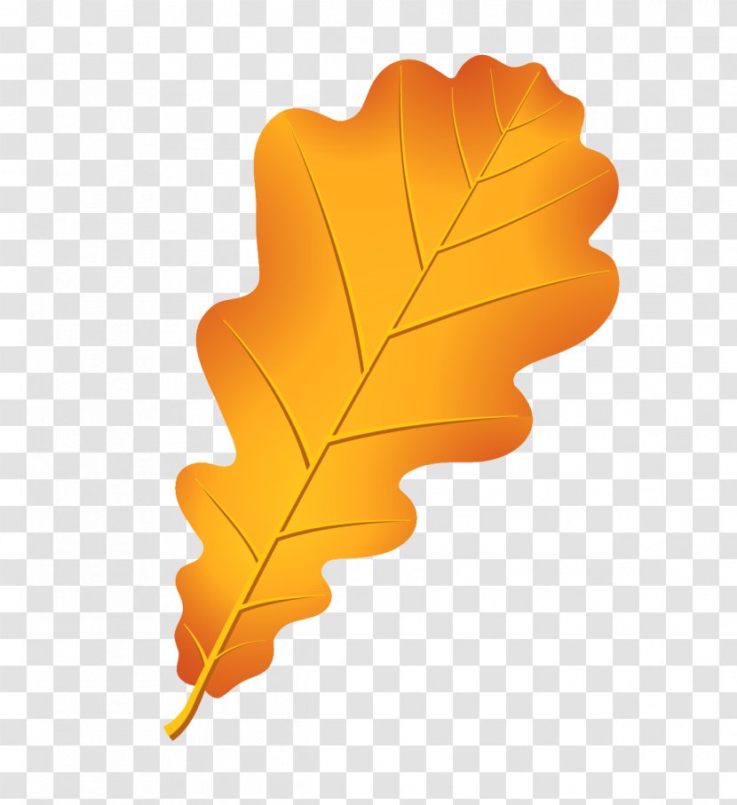 Oak Autumn Leaf Color Acorn Drawing - Raster Graphics Transparent PNG