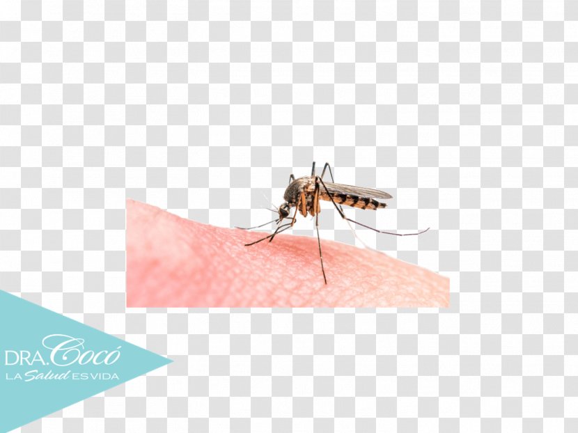Malaria Parasite Marsh Mosquitoes Insect Bites And Stings - Fly - Mosquito Transparent PNG