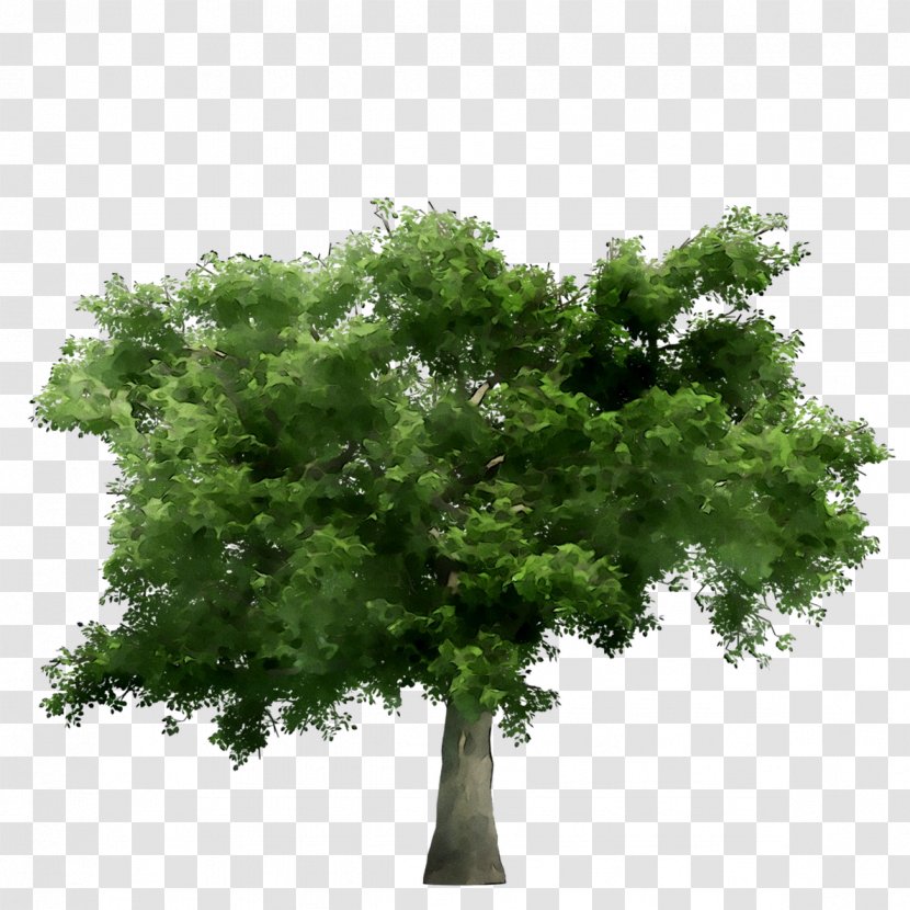 Japanese Zelkova Branch Tree Bonsai Image - Woody Plant - Green Transparent PNG
