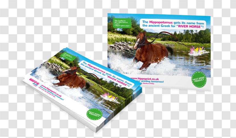 Flyer Printing Folded Leaflet Brochure - Brand - Business Cards Transparent PNG