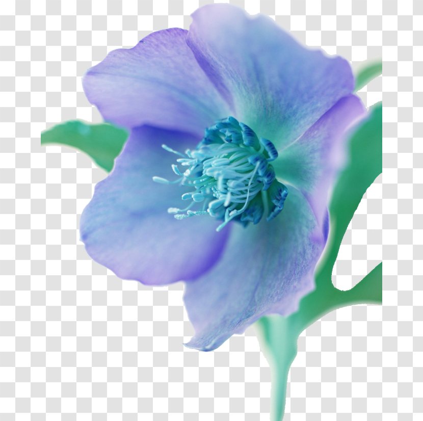 Illustration Flower JPEG Image Painting Transparent PNG