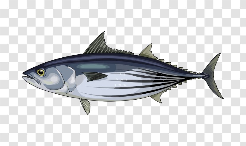 Squid Atlantic Bonito Skipjack Tuna Albacore Mahi-mahi - Seafood - Fish Transparent PNG