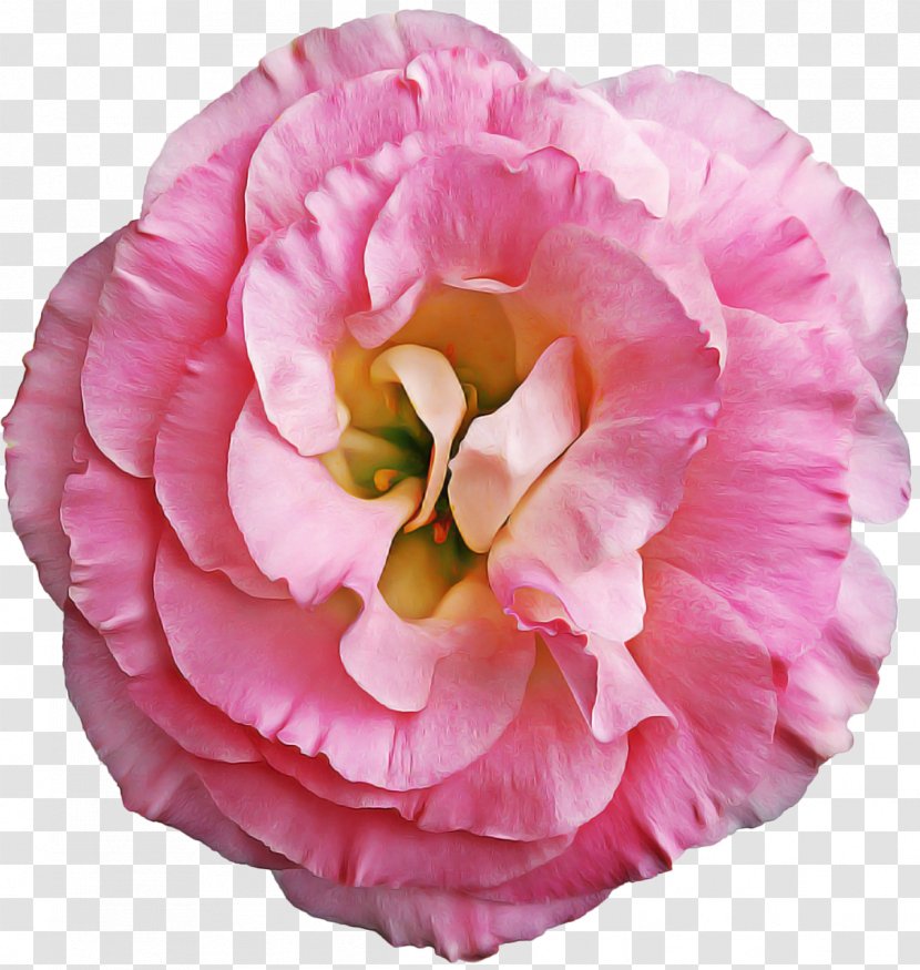 Pink Flower Cartoon - Herbaceous Plant - Perennial Impatiens Transparent PNG