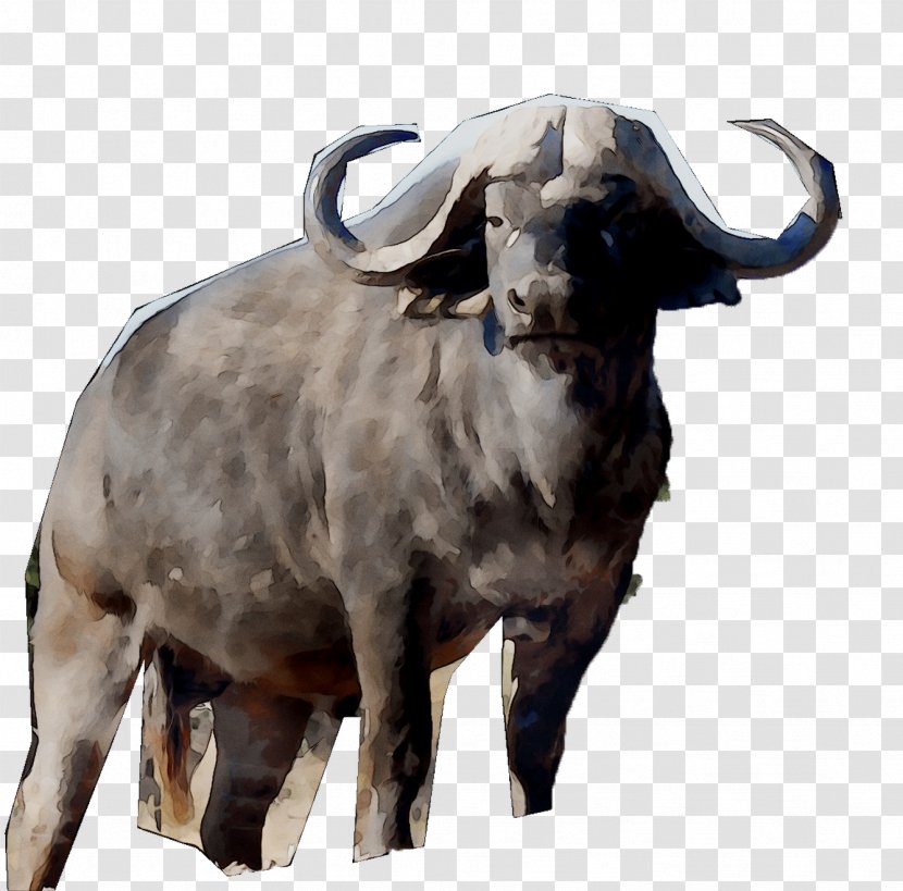 Cattle Ox Goat Terrestrial Animal Snout Transparent PNG