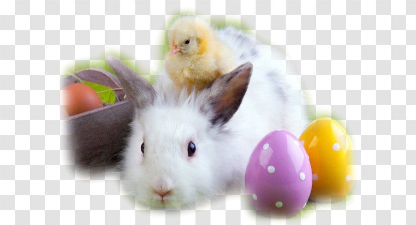 The Easter Bunny Egg Hunt Rabbit - Gift Transparent PNG