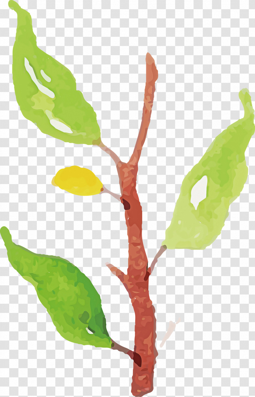Leaf Plant Stem Twig Tree Flora Transparent PNG