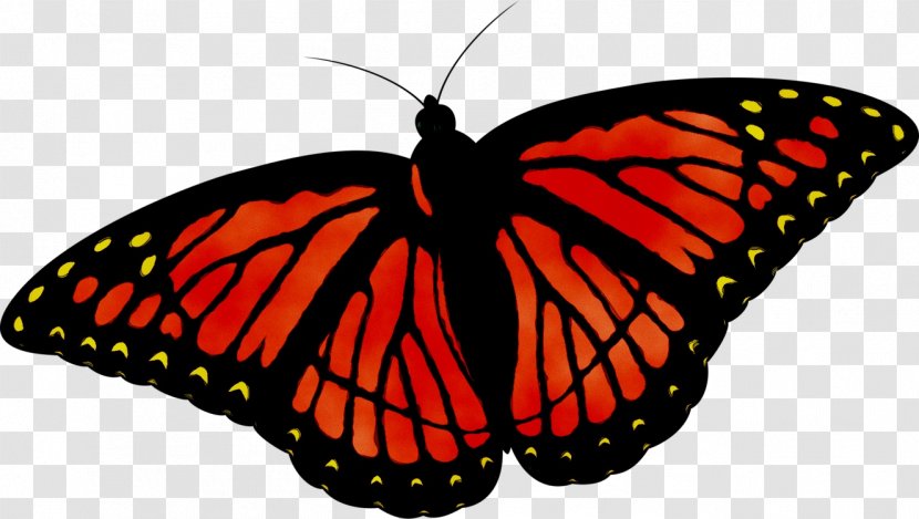 Clip Art Vector Graphics Monarch Butterfly - Wing - Cynthia Subgenus Transparent PNG