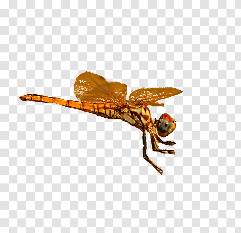 Dragonfly Pterygota - Yellow Transparent PNG