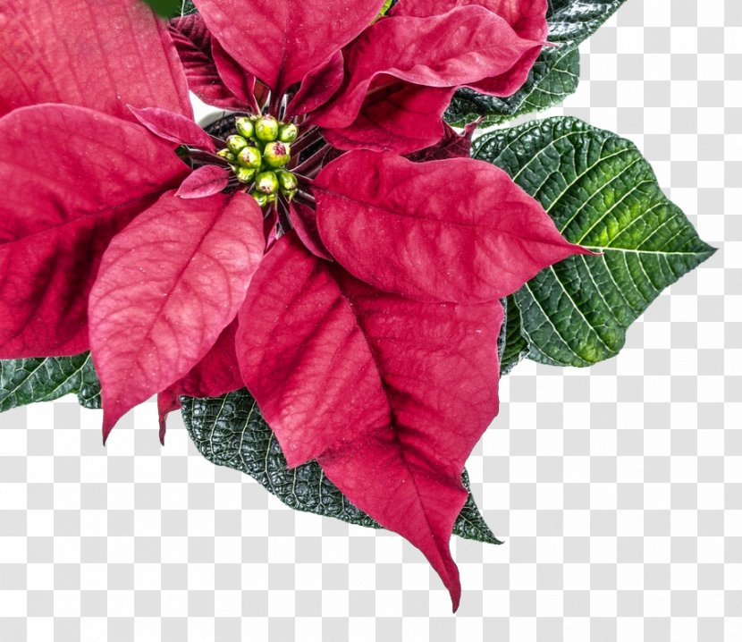 Poinsettia Flower Christmas Plant Leaf Transparent PNG