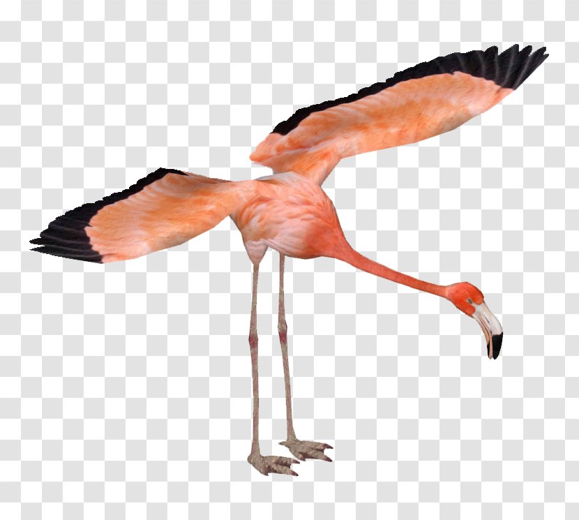 Zoo Tycoon 2 American Flamingo Greater Bird - Wing Transparent PNG