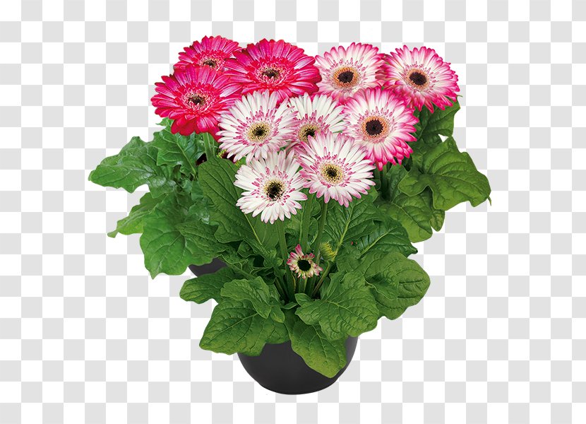 Transvaal Daisy Cut Flowers Houseplant - Branding Photo Realistic Transparent PNG