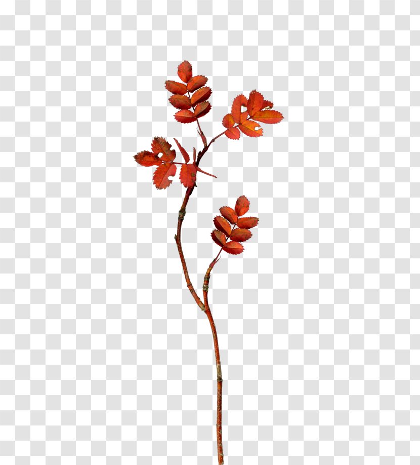 Leaf Clip Art - Flora Transparent PNG