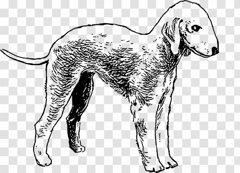 Bedlington Terrier Bull Airedale Boxer - Cartoon Transparent PNG