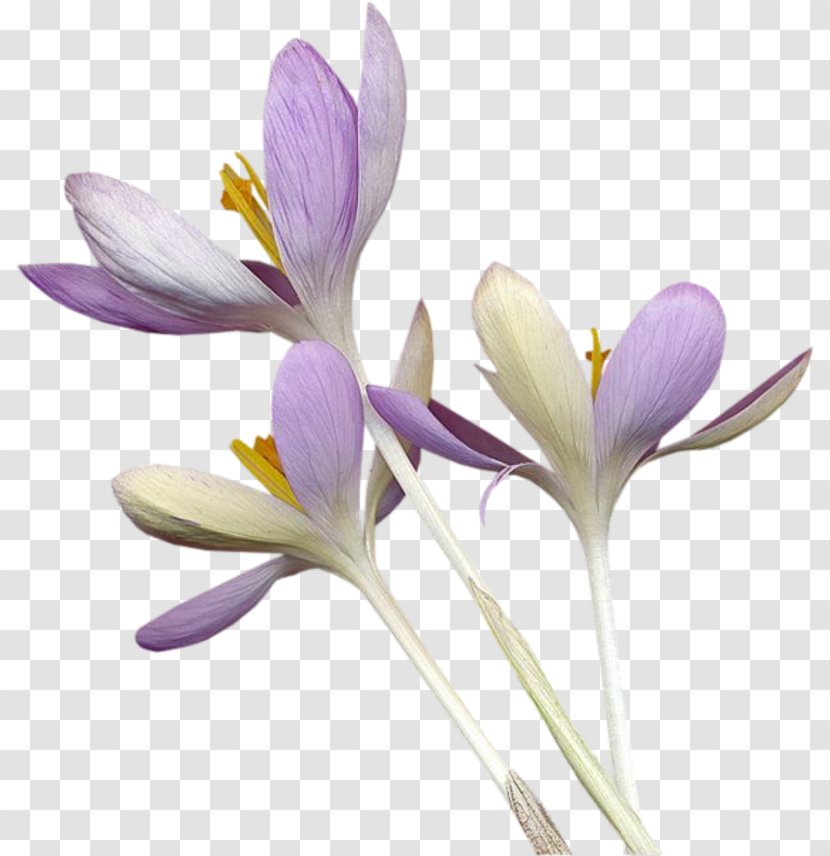 Crocus Flavus Autumn Snow - Plant - Mauve Transparent PNG