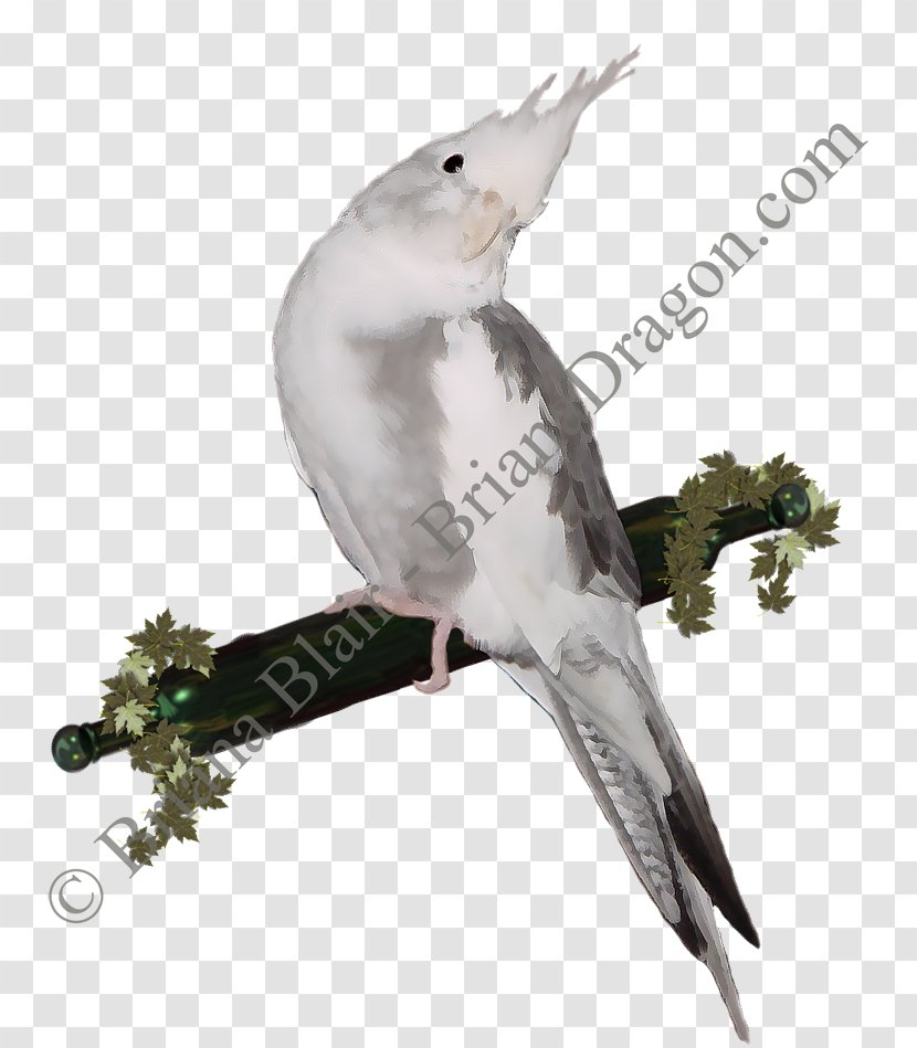 Cockatiel Parakeet Cockatoo Feather Pet - Wing Transparent PNG