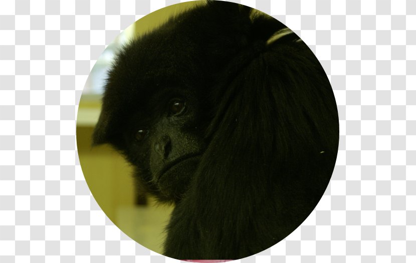 Gorilla Dog Breed New World Monkeys Snout Transparent PNG
