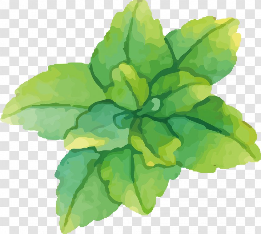 Watercolor Painting Green Mint - Water Painted Vector Transparent PNG