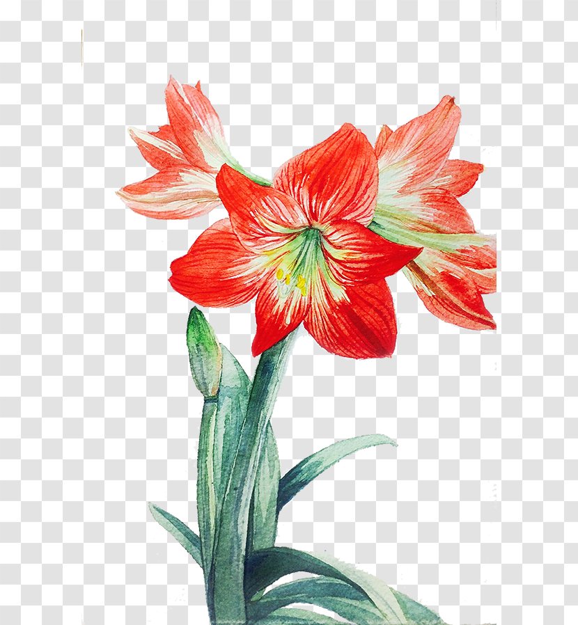 Lilium Red Flower - Petal - Lily Transparent PNG