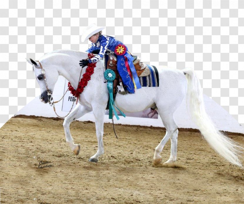 Scottsdale Arabian Horse Show Mustang Stallion Mare - Arab Transparent PNG