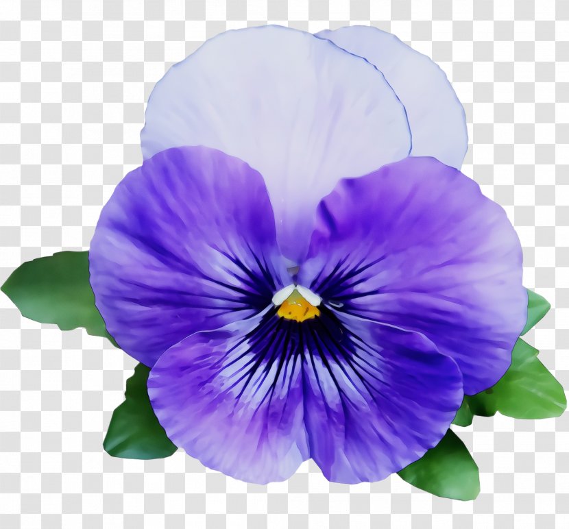 Flower Flowering Plant Violet Purple Petal - Family Viola Transparent PNG