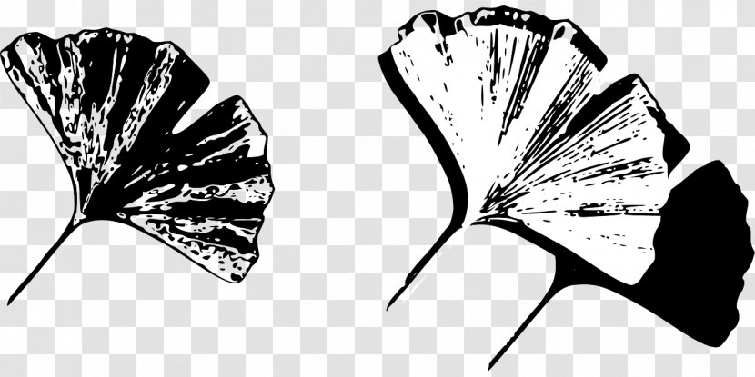 Ginkgo Biloba Leaf - Moths And Butterflies Transparent PNG