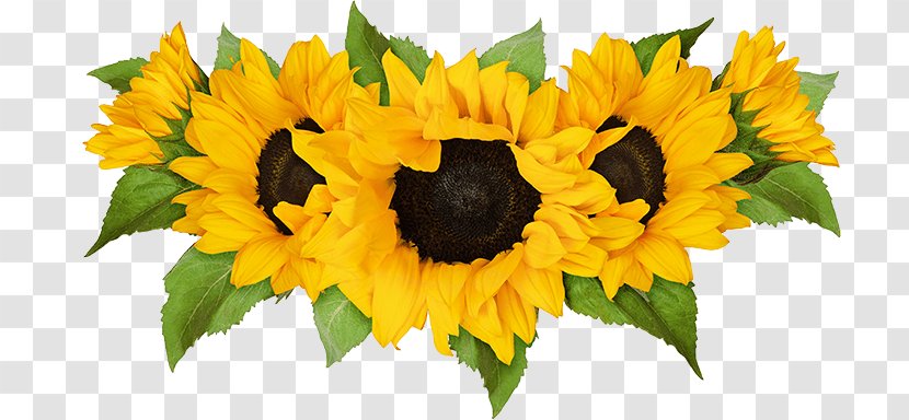 Sunflower - Flower - Vegetarian Food Petal Transparent PNG