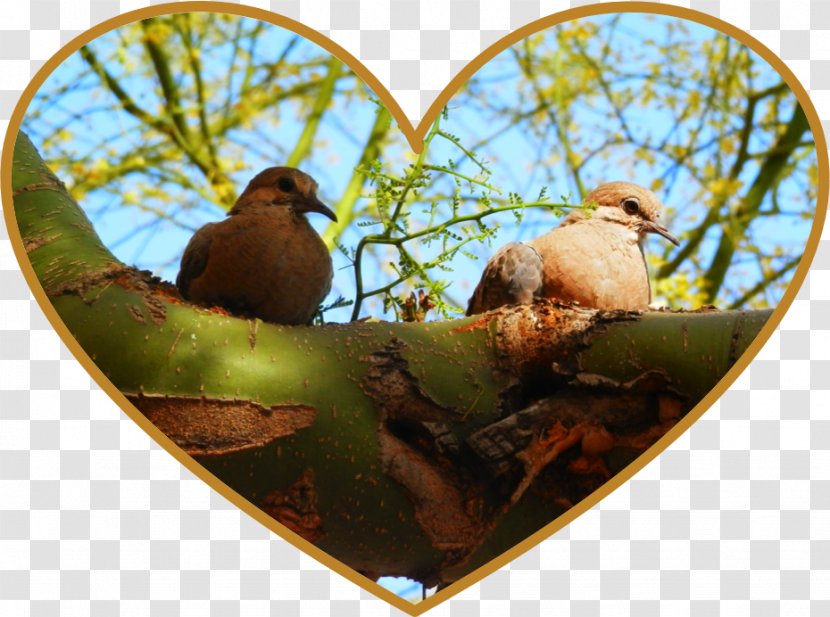 Bird Fauna Animal Beak - Love Birds Transparent PNG