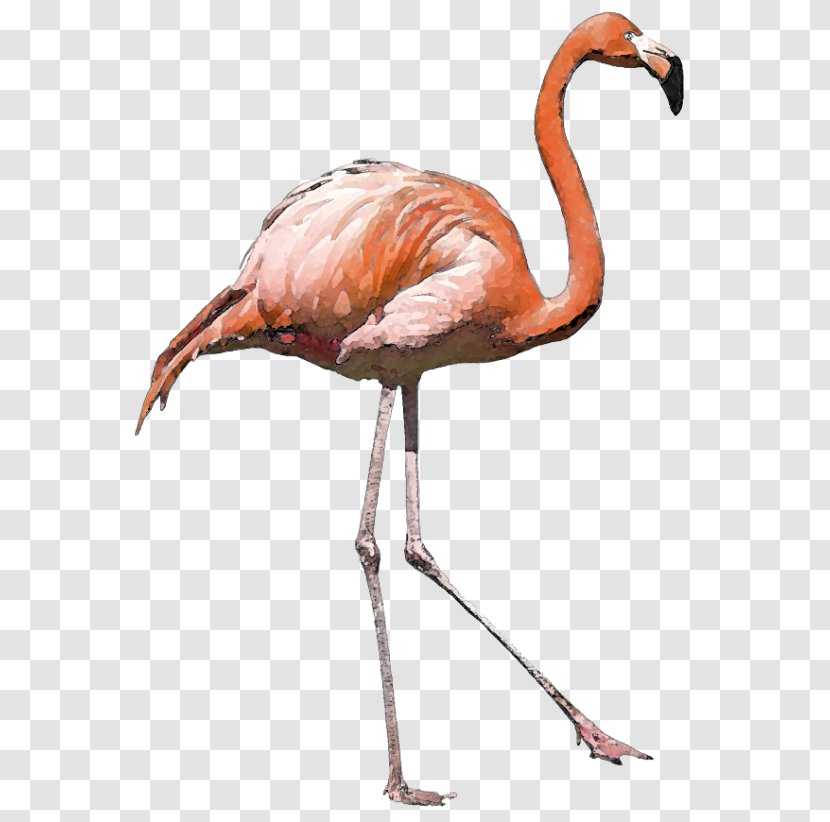 American Flamingo Bird Greater - Fauna Transparent PNG
