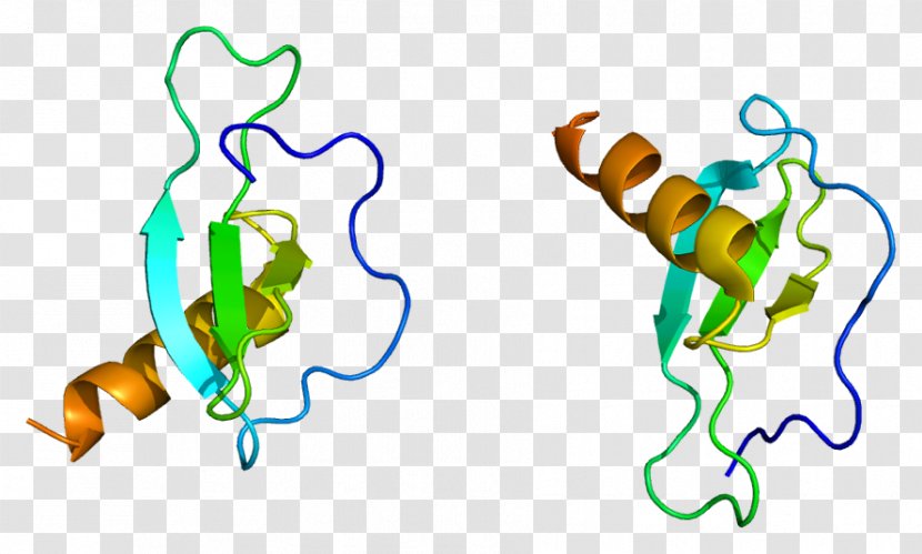 CCL17 CC Chemokine Receptors CCL22 Cytokine - Artwork - Protein Transparent PNG