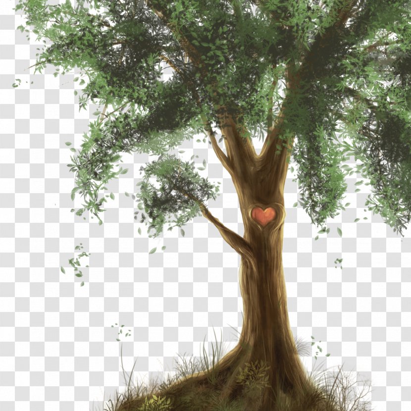 Tree Plant Branch - Trunk - Fir-tree Transparent PNG