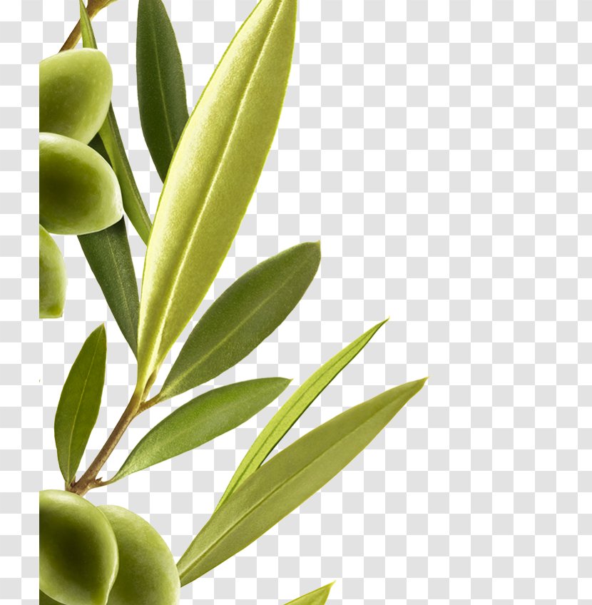 Hair Care Mediterranean Basin Olive Extract - Plant Stem - Olives Transparent PNG