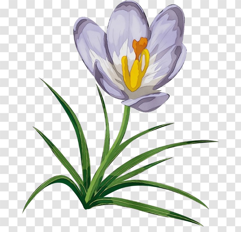 Blue Iris Flower - Family - Wildflower Pedicel Transparent PNG