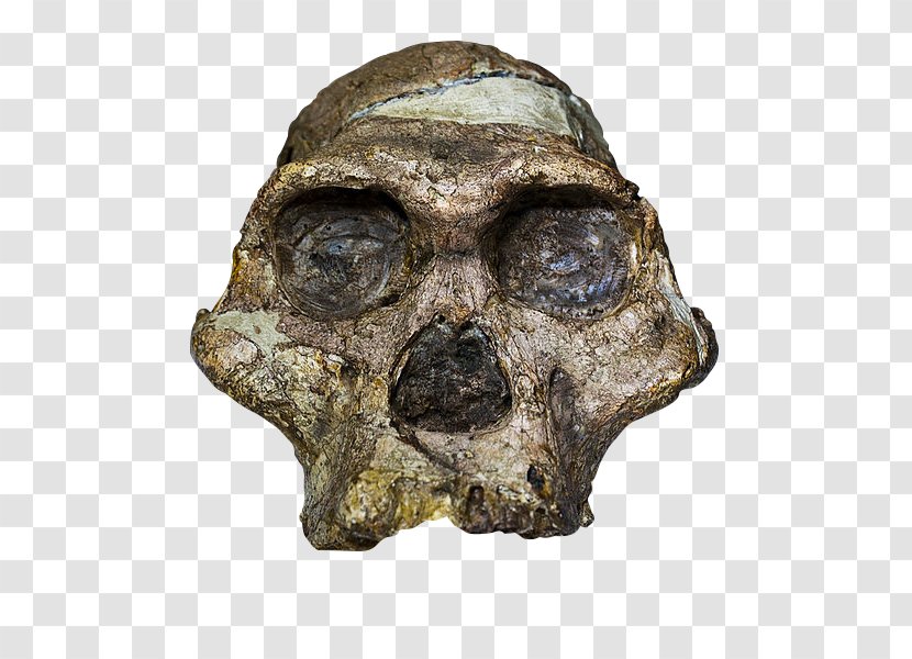 Sterkfontein Cradle Of Humankind Taung Australopithecus Africanus Mrs. Ples - Bone - Skull Transparent PNG