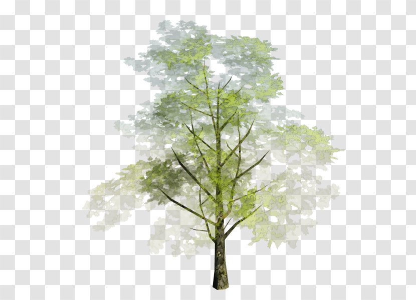 Tree Woody Plant Branch Leaf - Wood - Leaves Watercolor Transparent PNG