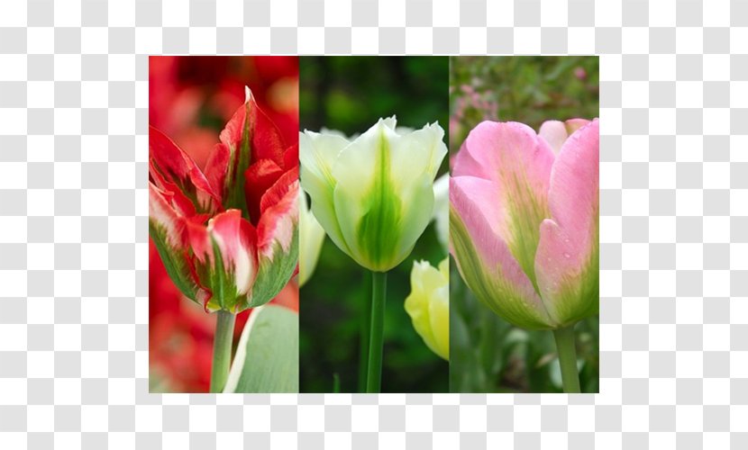 Tulip Cut Flowers Plant Stem Bulb Petal Transparent PNG