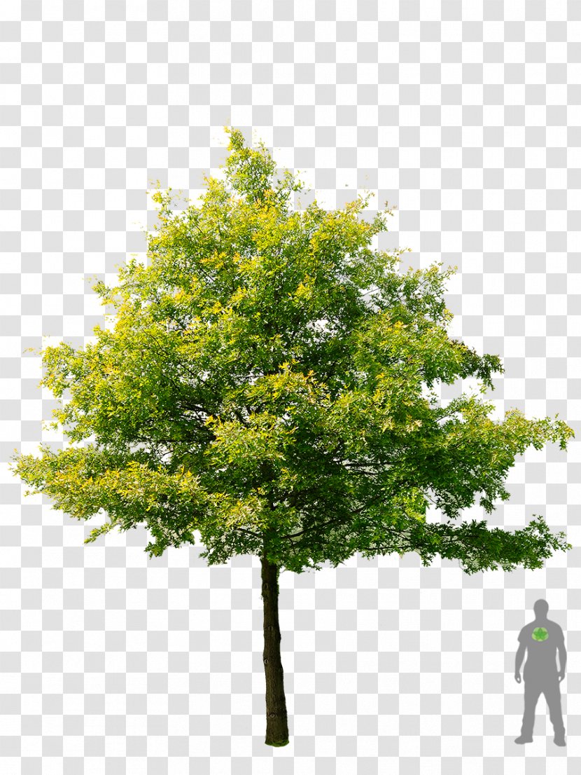 Shade Tree American Sycamore Swamp Spanish Oak Stock Photography - Plane Trees - Acer Palmatum Thunb Transparent PNG