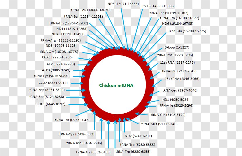 Mitochondrial DNA Asil Chicken Whole Genome Sequencing - Poultry - Hen Species Transparent PNG