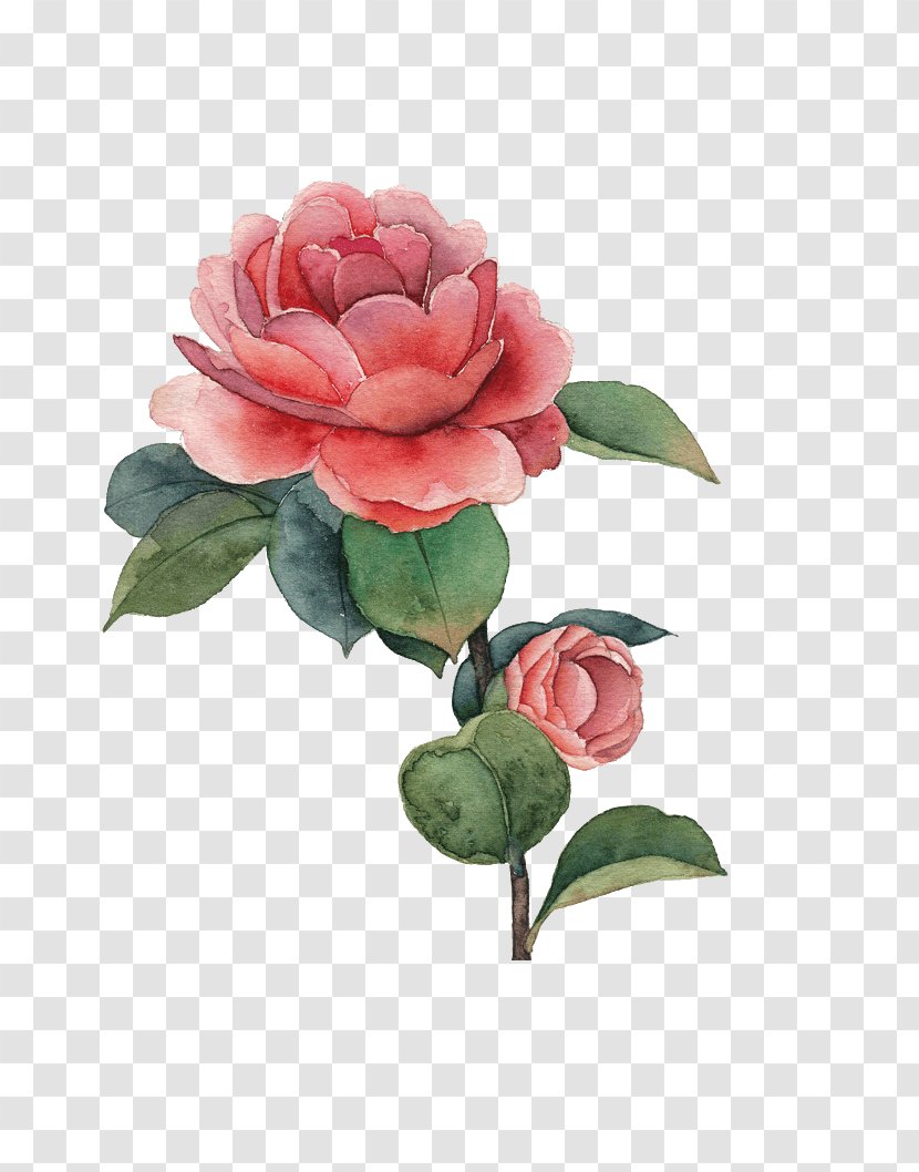 Watercolor Painting Rose Flower - Peony - Blossoms Transparent PNG