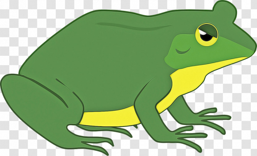 Amphibians True Frog Toad Frogs Cartoon Transparent PNG