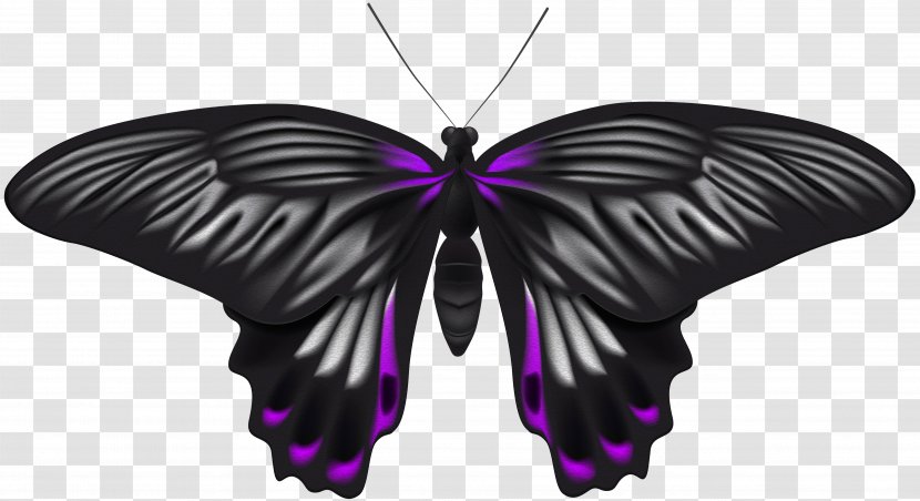 Image File Formats Lossless Compression - Brush Footed Butterfly - Black Purple Clip Art Transparent PNG